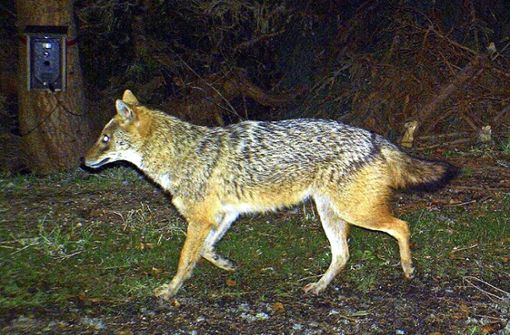 Der Goldschakal ist größenmäßig irgendwo zwischen Wolf und Fuchs anzusiedeln. Foto: Archiv (dpa/Nationalpark Bayerischer Wald)