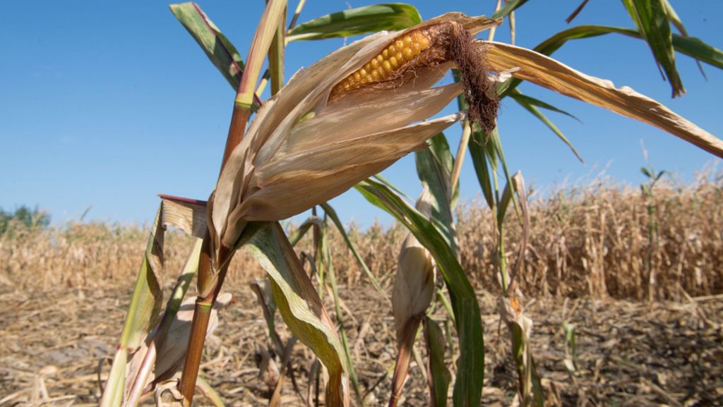 Bauern erhalten Dürrehilfe: Überkommenes Agrarsystem