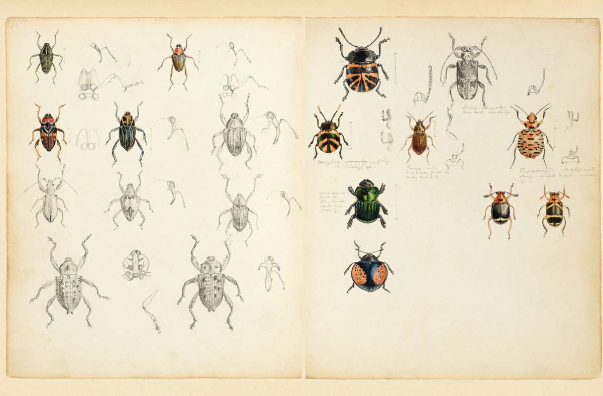 Seitenweise zeichnete Henry Walter Bates bislang unbekannte Krabbeltiere akribisch auf in seinen Amazonas-Tagebüchern.