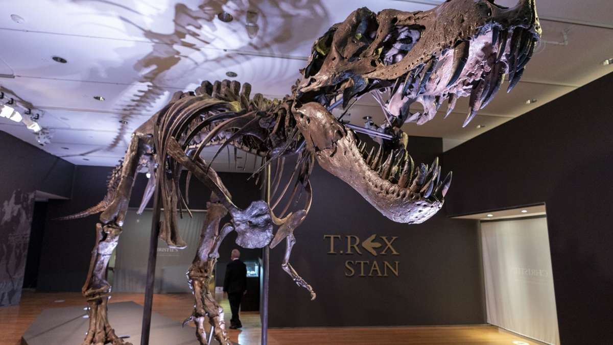 Dinosaurier-Skelett versteigert: T-Rex-Skelett erzielt Rekordpreis von 27 Millionen Euro