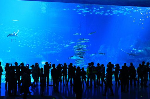 Der Mann  steig in eine Aquarium in Sydney und ließ sich dabei filmen (Symbolbild). Foto: picture alliance / dpa/Li Jianshu