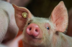Existenz vieler Schweinehalter ist bedroht