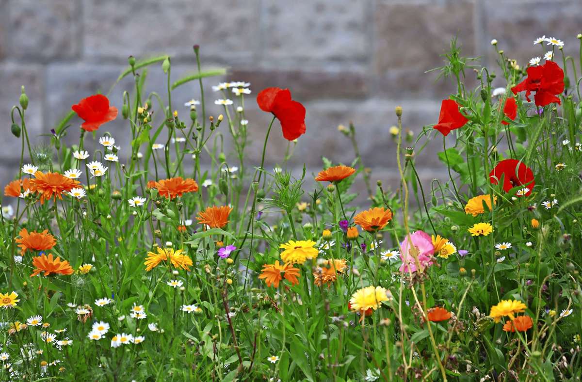 Farbenfrohe Blumenwiese: auch so bunt können Wiesen aussehen. Foto: imago images/CHROMORANGE/ Werner Thoma