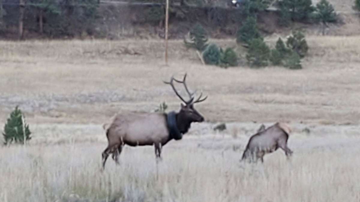  Zwei Jahre lang trabte ein Wapiti-Hirsch mit einem Reifen um den Hals durch den US-Bundesstaat Colorado. Nun haben zwei Ranger das Tier von seiner Last befreit. 