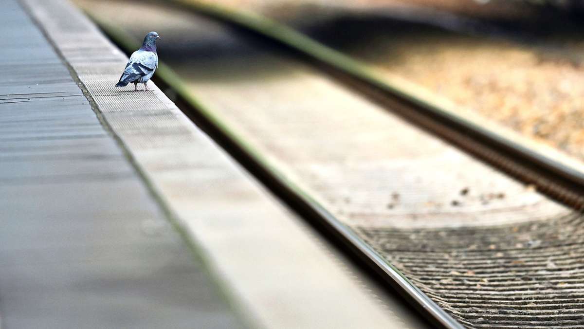 Leinfelden-Echterdingen: Junge Vögel laufen Gefahr,  auf  S-Bahngleise zu fallen