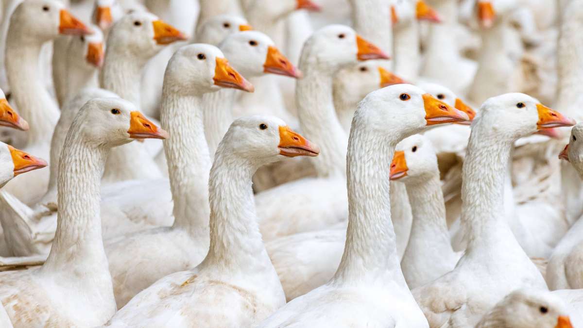 Vogelgrippe in Stuttgart: Verdacht bestätigt – Stallpflicht für Geflügel