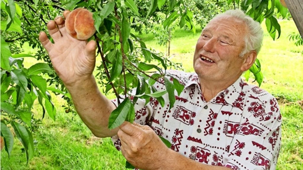 Herrenberger Versuchsanbau: Der Pfirsich schmeckt dem Bauern besser