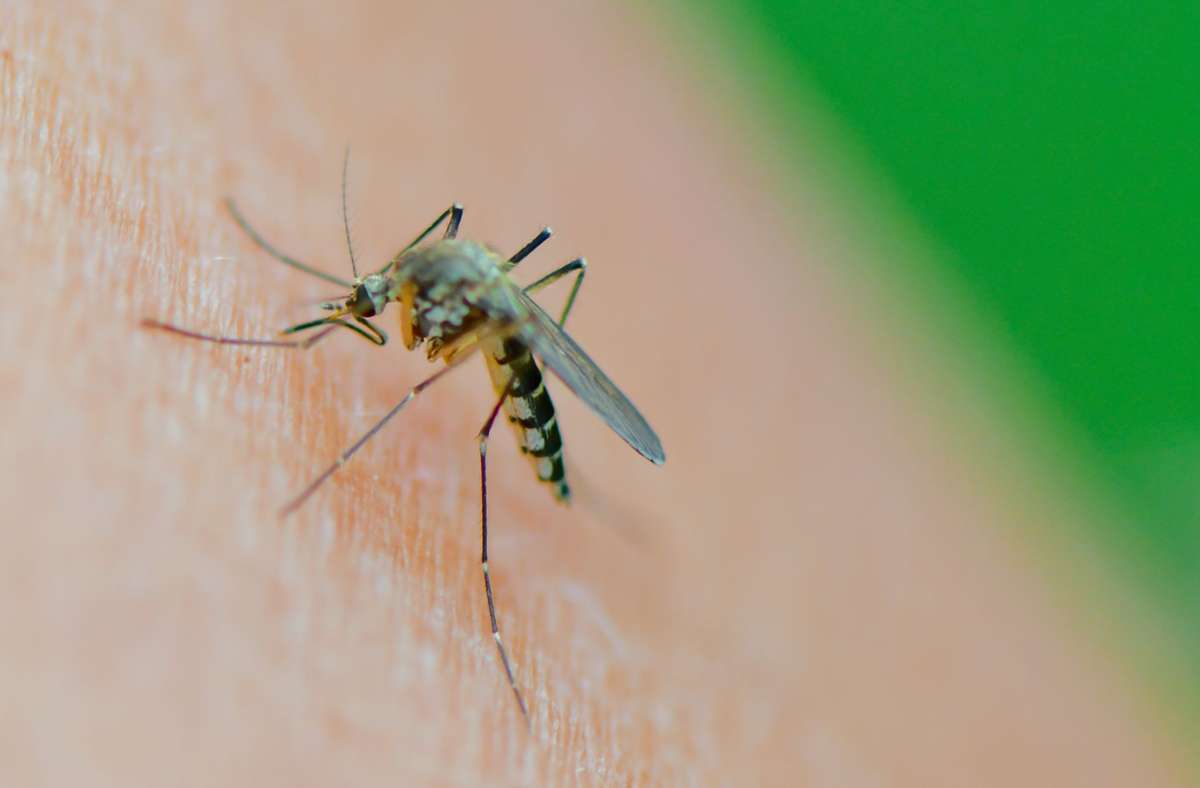 4. Mythos: Mücken lieben süßes Blut: falsch. Manche Menschen werden öfter gestochen als andere. Das hat vor allem mit dem Duft zu tun, da im Schweiß Stoffe enthalten sind, die Mücken anlocken.