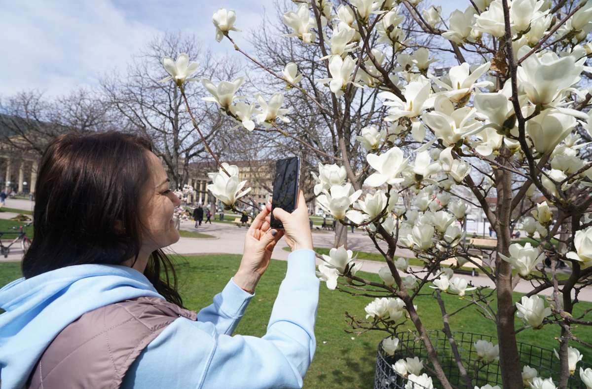 Weiße Blüten – die direkt mit dem Handy festgehalten werden müssen.