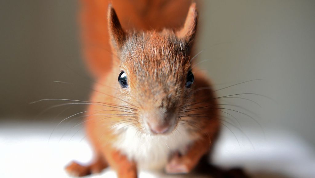 Eichhörnchen, Ratte und Co.: Tierische Rettungsaktionen
