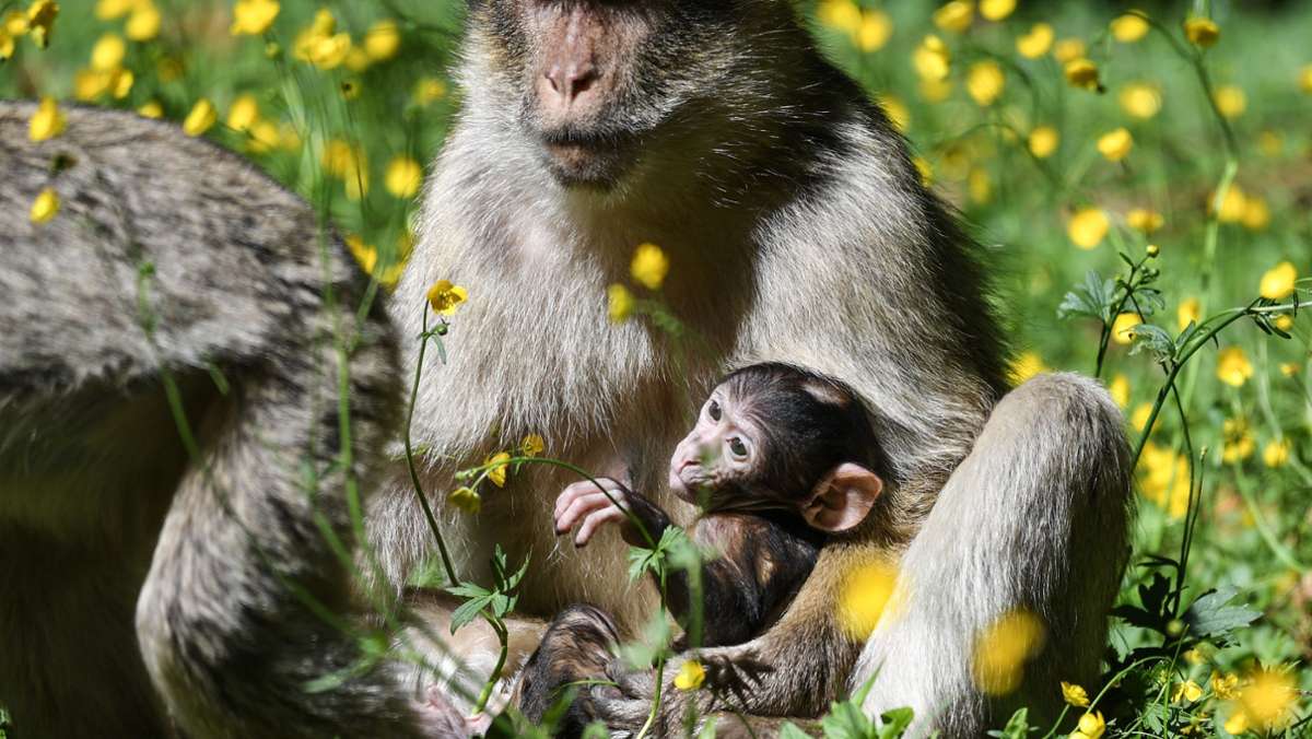 Nachwuchs am Affenberg Salem: Vier kleine Berberaffen zur Welt gekommen