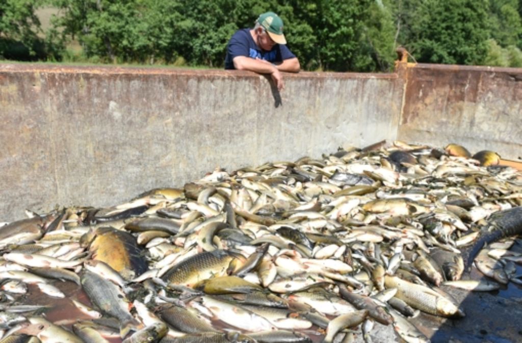 Tausende toter Fische haben freiwillige Helfer nach dem Chemieunfall aus der Jagst geborgen. Foto: dpa