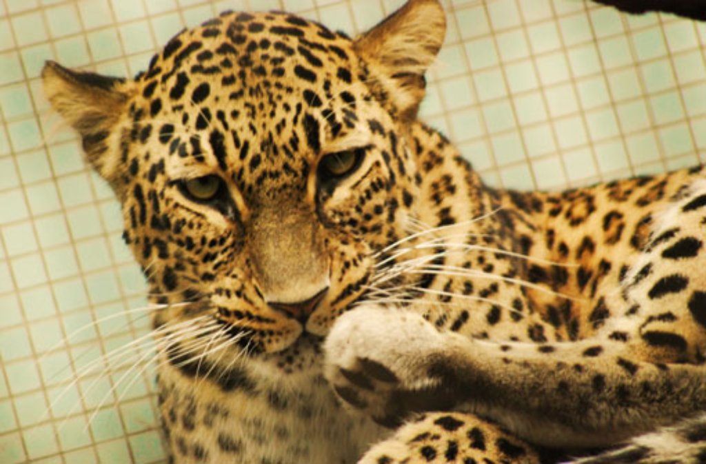 Regelmäßig werden in Bad-Cannstatt Jungtiere dieser gefleckten, aber auch stark gefährdeten Schönheit aufgezogen, denn in freier Wildbahn zählt der persische Leopard keine 50 Exemplare mehr.