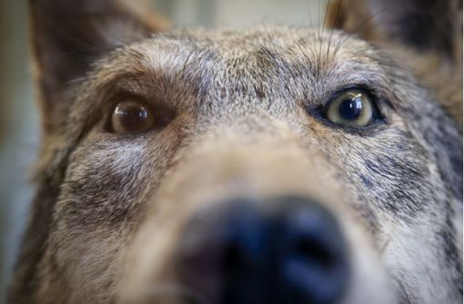 Die Leiterin des Münchinger Heimatmuseums, Sabine Rathgeb, hat den Wolf ins Strohgäu geholt. Klicken Sie sich durch die Bildergalerie. Foto: Simon Granville