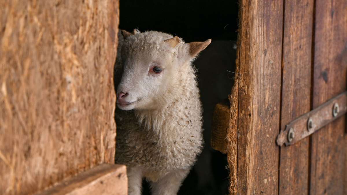 Allgäu: Tote und eingesperrte Schafe in Schuppen gefunden