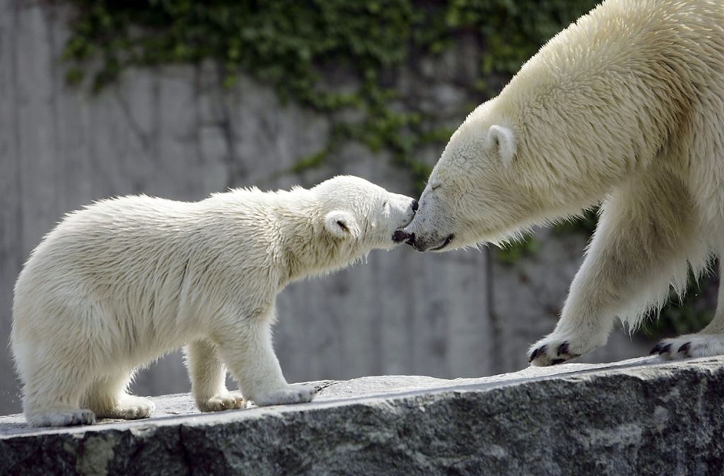 Bundesweite Aufmerksamkeit bekam die Stuttgarter Eisbärin, als sie 2007 ein Eisbärenjunges zur Welt brachte.