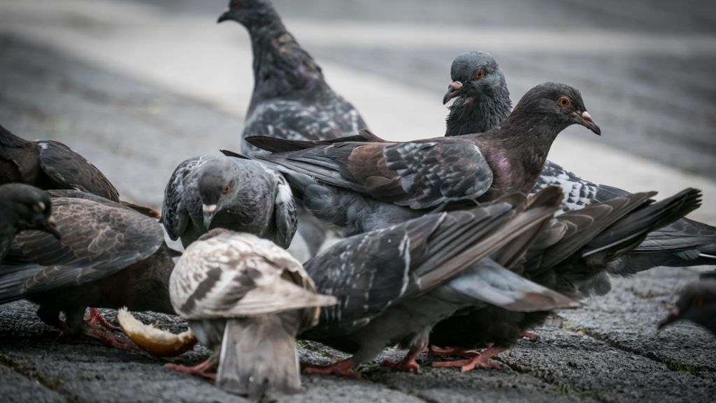 Sturmvogelweg in  Neugereut: Mieter protestieren  gegen Taubennetze an Balkonen