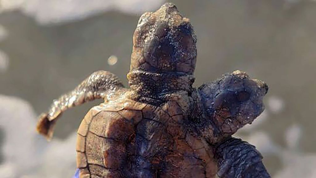  Ungewöhnlicher Fund in South Carolina. Tierschützer haben eine Meeresschildkröte mit zwei Köpfen entdeckt. Bei Reptilien kommen solche Mutationen vergleichsweise häufiger vor. 