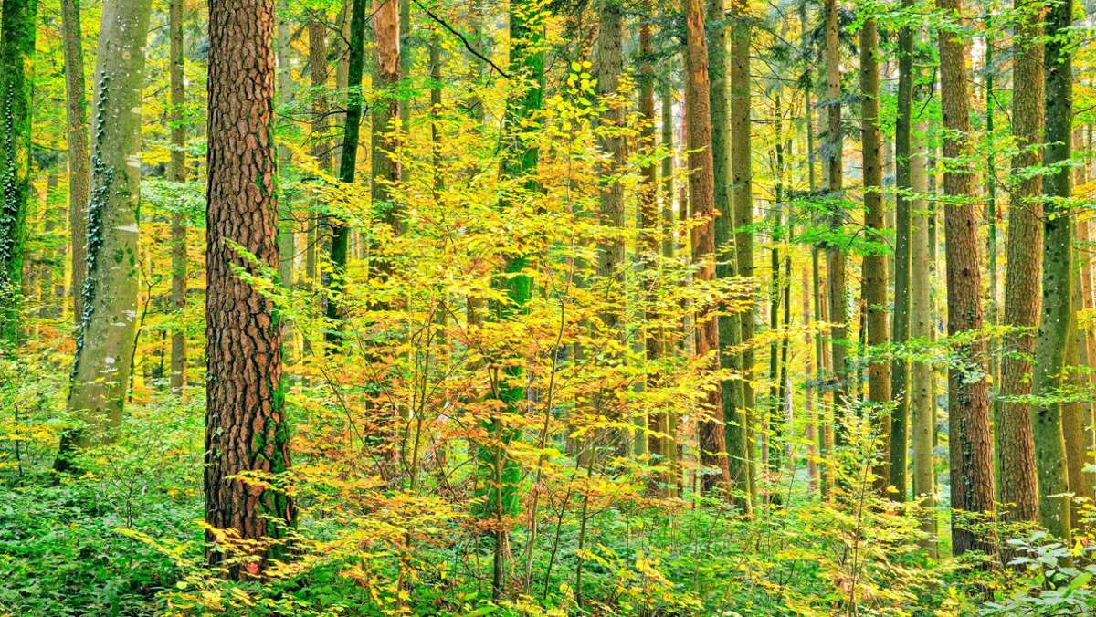 Wald im Kreis Esslingen: Gerade noch Hochsommer – jetzt Herbst?