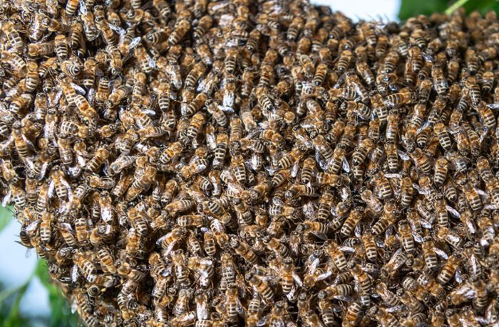 Seniorin stirbt bei Angriff eines Bienenschwarms