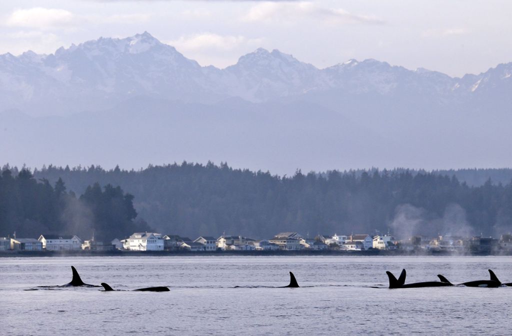 Vor der Kulisse der Olympic-Mountains schwimmt eine Gruppe von Orcas durch den Puget-Sound vor Seattle.