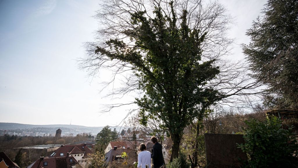 Illegale Baumfällung in Stuttgart: Gleiches Recht für alle