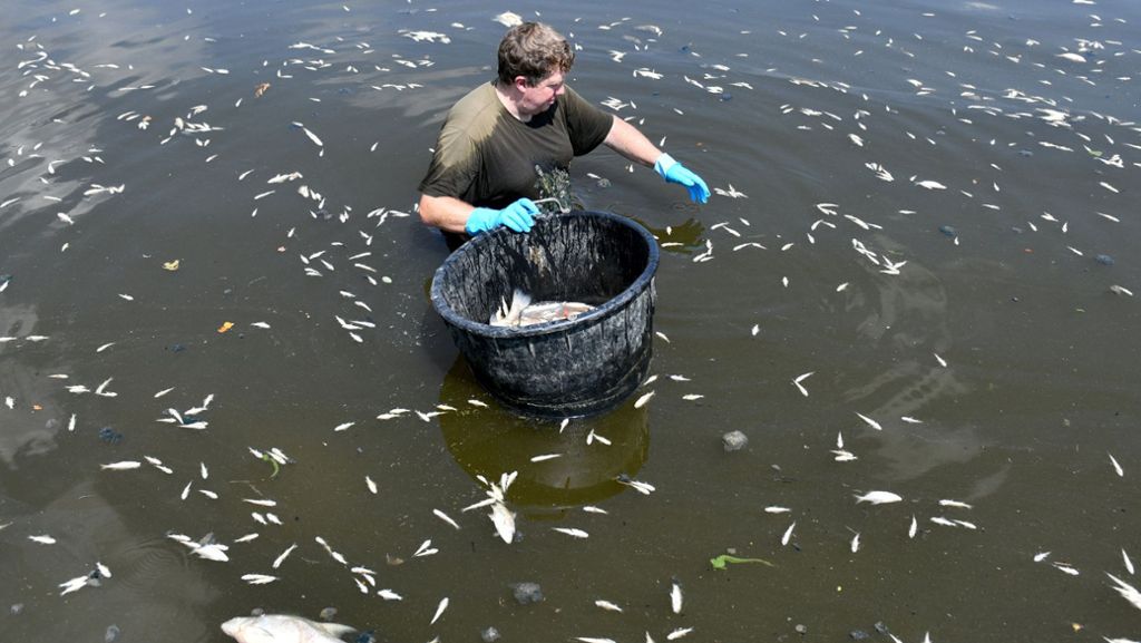 Stausee Rötlen: Kein Sauerstoff – Hitze sorgt für Fischsterben