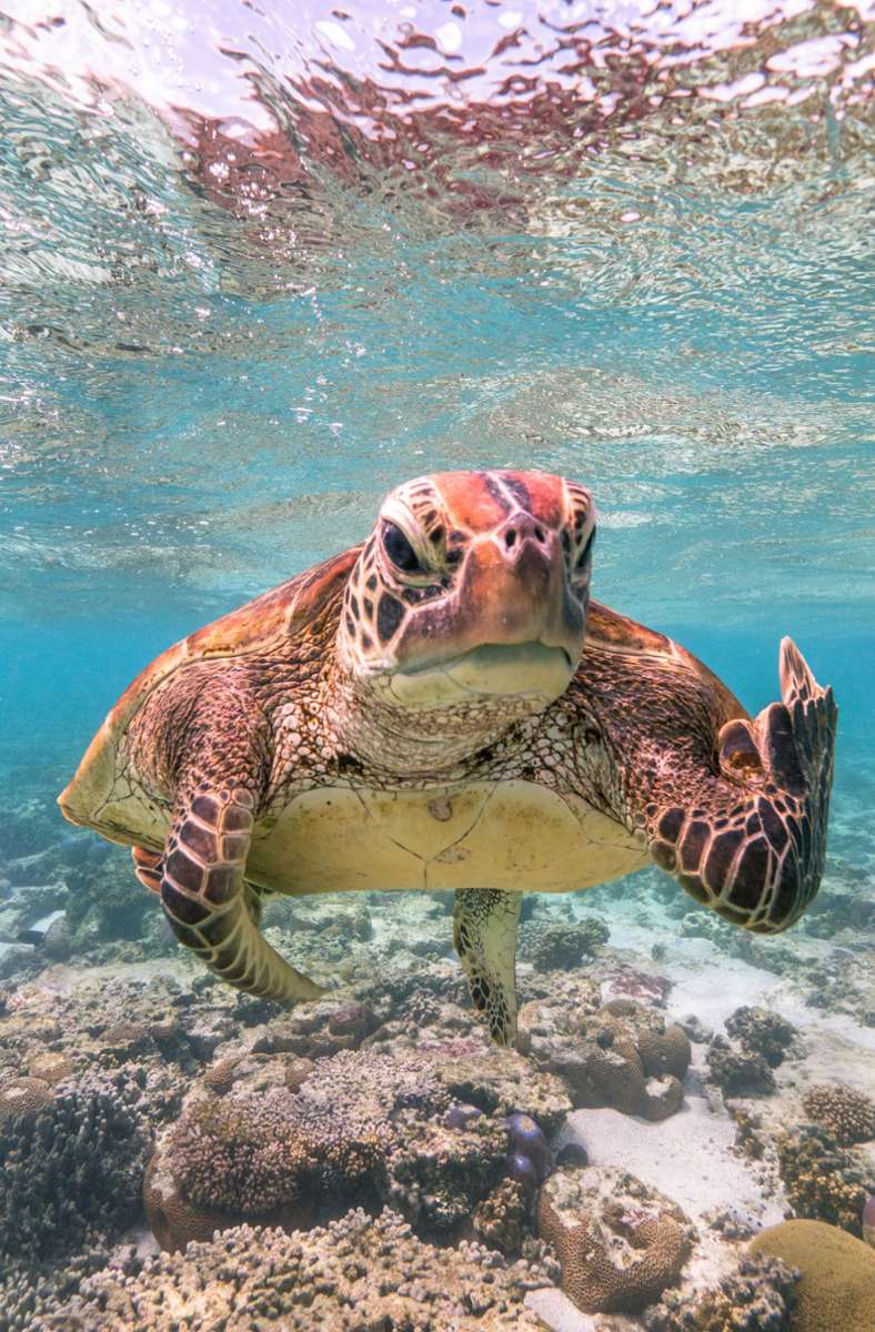 Diese Schildkröte scheint nicht wirklich glücklich zu sein und zeigt dem Fotografen den Mittelfinger. Das Bild wurde zum lustigsten Tierfoto des Jahres gewählt.