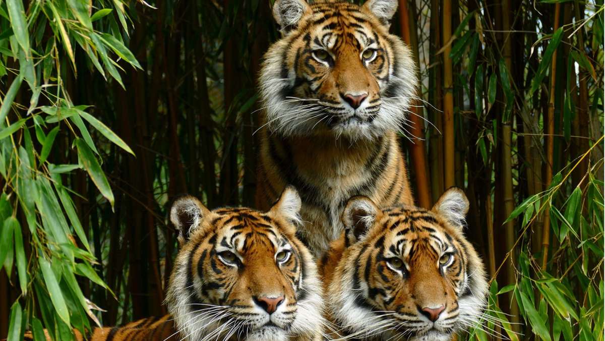 Heidelberger Zoo: Tiger-Weibchen werden flügge