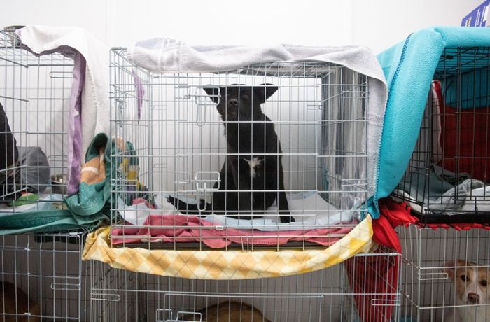 Tierheime suchen Unterkünfte für ukrainische Haustiere