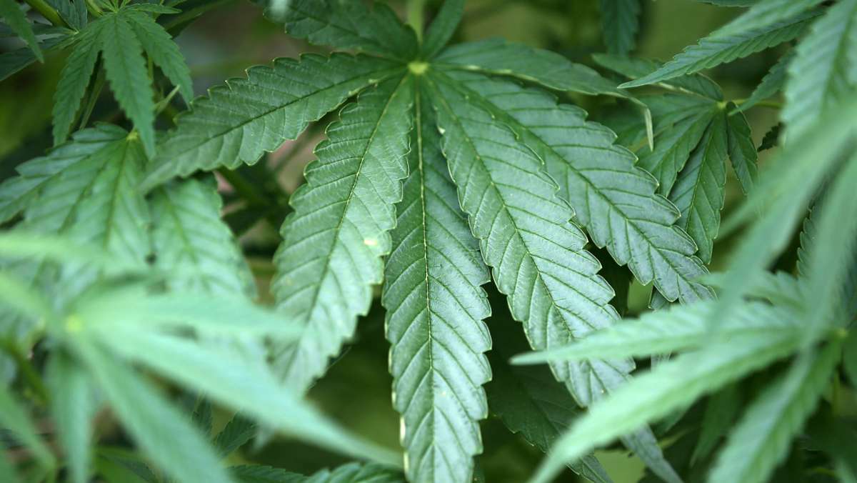 Rekord-Fund in Marokko: 31 Tonnen Cannabis beschlagnahmt