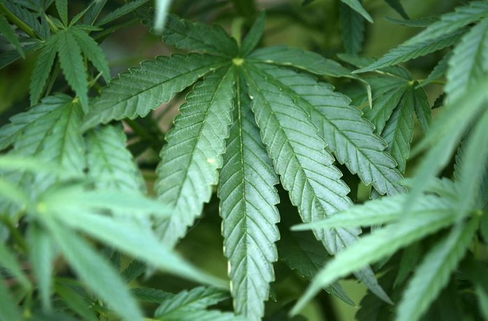 31 Tonnen Cannabis beschlagnahmt