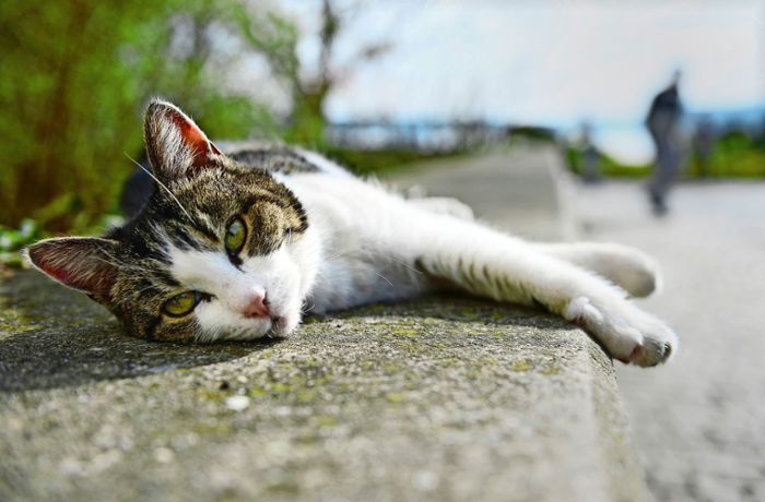 Weltkatzentag in Stuttgart: Darum hat die Katzenhilfe so viel zu tun