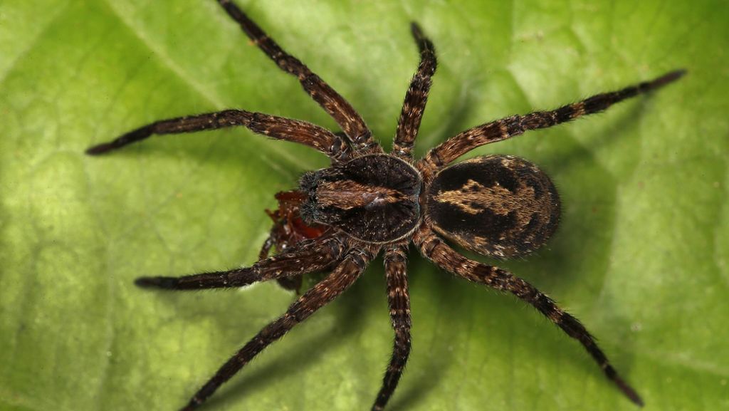  Viele Menschen leiden unter Arachnophobie, der krankhaften Angst vor Spinnen. Forscher aus den USA wollen nun herausgefunden haben, wie sich ein Aufeinandertreffen mit den Krabbeltieren von vornherein vermeiden lässt. 