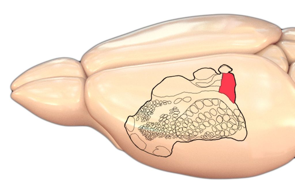 Darstellung des Gehirns einer Ratte, mit der Stelle, die für das Kitzel-Empfinden zuständig sein soll.
