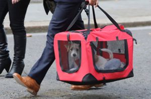 Terrierwelpe zieht in die Downing Street