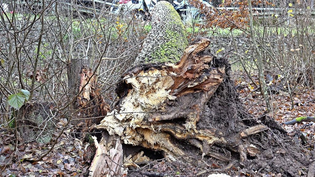 Tödlicher Unfall in Sindelfingen: Ein Arborist sucht nach Erklärungen