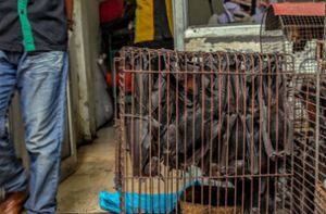 WHO fordert Ende von Markthandel mit lebenden Wildtieren