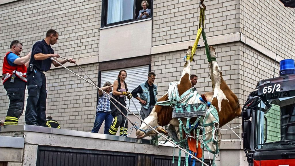 Sindelfingen: Die berühmte „Kuh vom Dach“ erneut gerettet