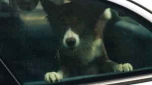 Polizei rettet Hunde aus heißem Auto