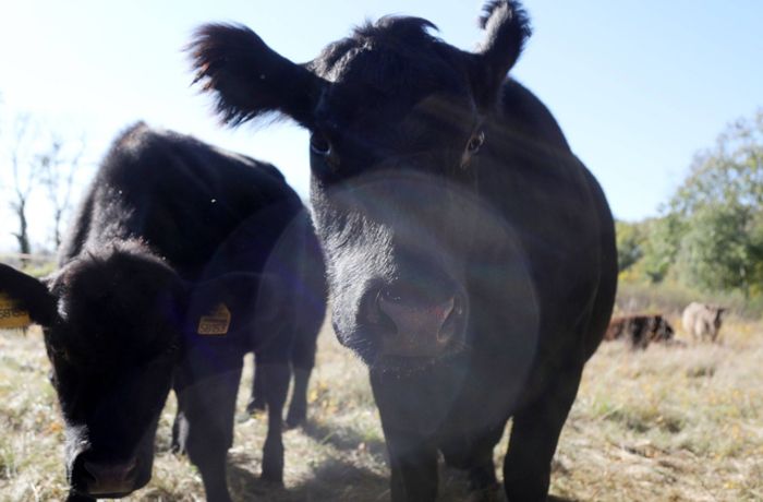 15 Rinder von Koppel entlaufen - Unbekannter öffnete das Tor