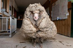 Ein Schaf, fünf Jahre, 35 Kilogramm Wolle