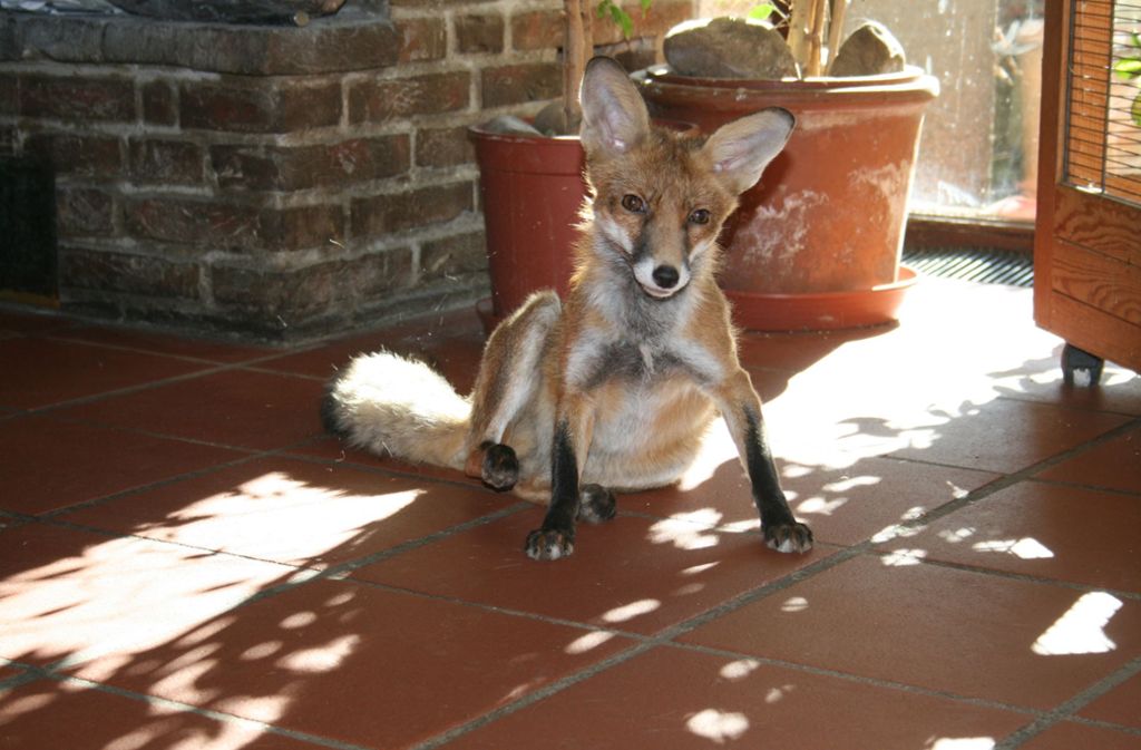 Fuchs Merle nimmt ein Sonnenbad.