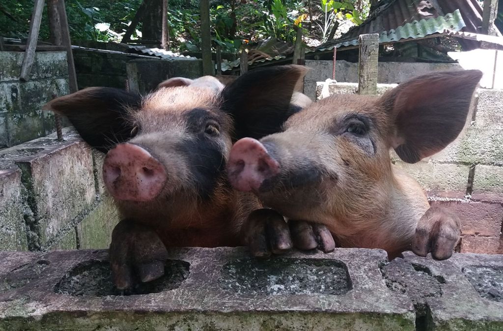 Gleichklang: zwei Schweine in der Nähe von Port Antonio