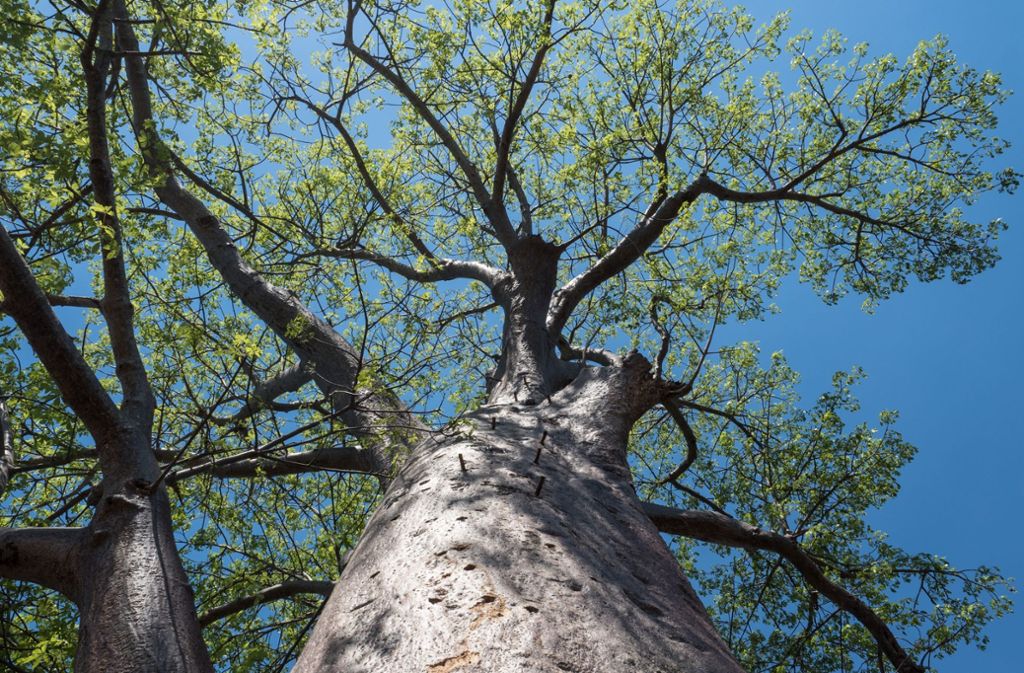 Sie erreichen ein biblisches Alter und sind die Giganten unter den Bäumen: die Baobab. Sie heißen auch Affenbrotbäume. Ihre graue Rinde ist so widerstandsfähig, dass der Baum auch Buschbrände übersteht.