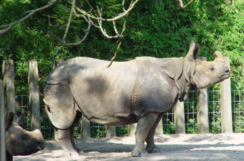 Auf die Geburtenrate beim benachbarten indischen Panzernashornpaar Sani und Bruno ist die Wilhelma stolz. Mit ganzen 16 Nashornbabys, die seit 1971 das Licht der Welt erblickt haben, hat der Stuttgarter Zoo zur Erhaltung der vom Aussterben bedrohten Tierart beigetragen.
