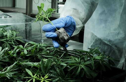Ende 2020 soll in Deutschland erstmals Cannabis für medizinische Zwecke geerntet werden. (Symbolbild) Foto: ZUMA Wire