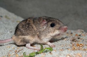 Neunjährige Maus ins Guinnessbuch der Rekorde aufgenommen