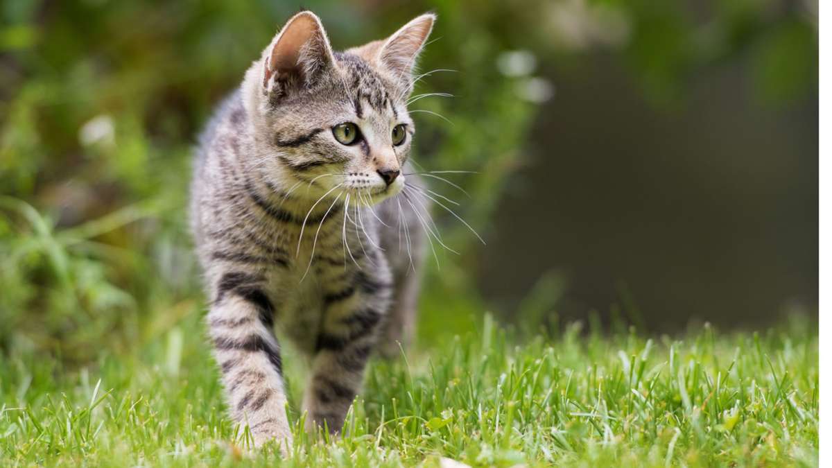 Zweiter Fall: Weitere Katze verstümmelt - Tierquäler im Hohenlohekreis unterwegs