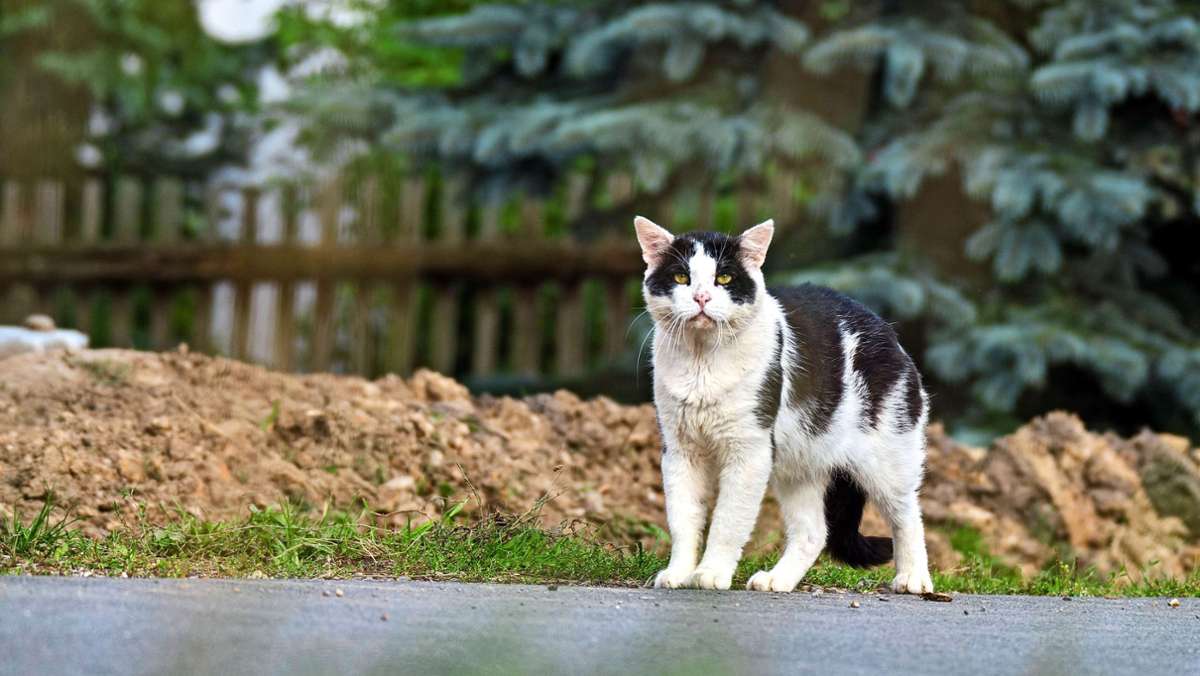 In der Stadt Ludwigsburg: Kastrationspflicht für Katzen  gefordert